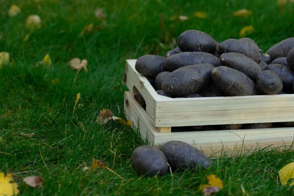 Comment cuisiner les patates bleues
