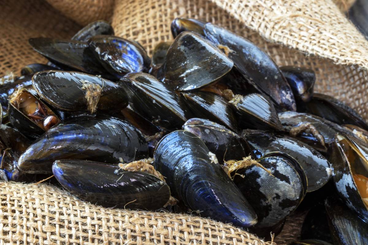 Comment faire cuire des moules ?